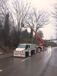 F&auml;llung einer abgestorbenen Esche an der Stra&szlig;e